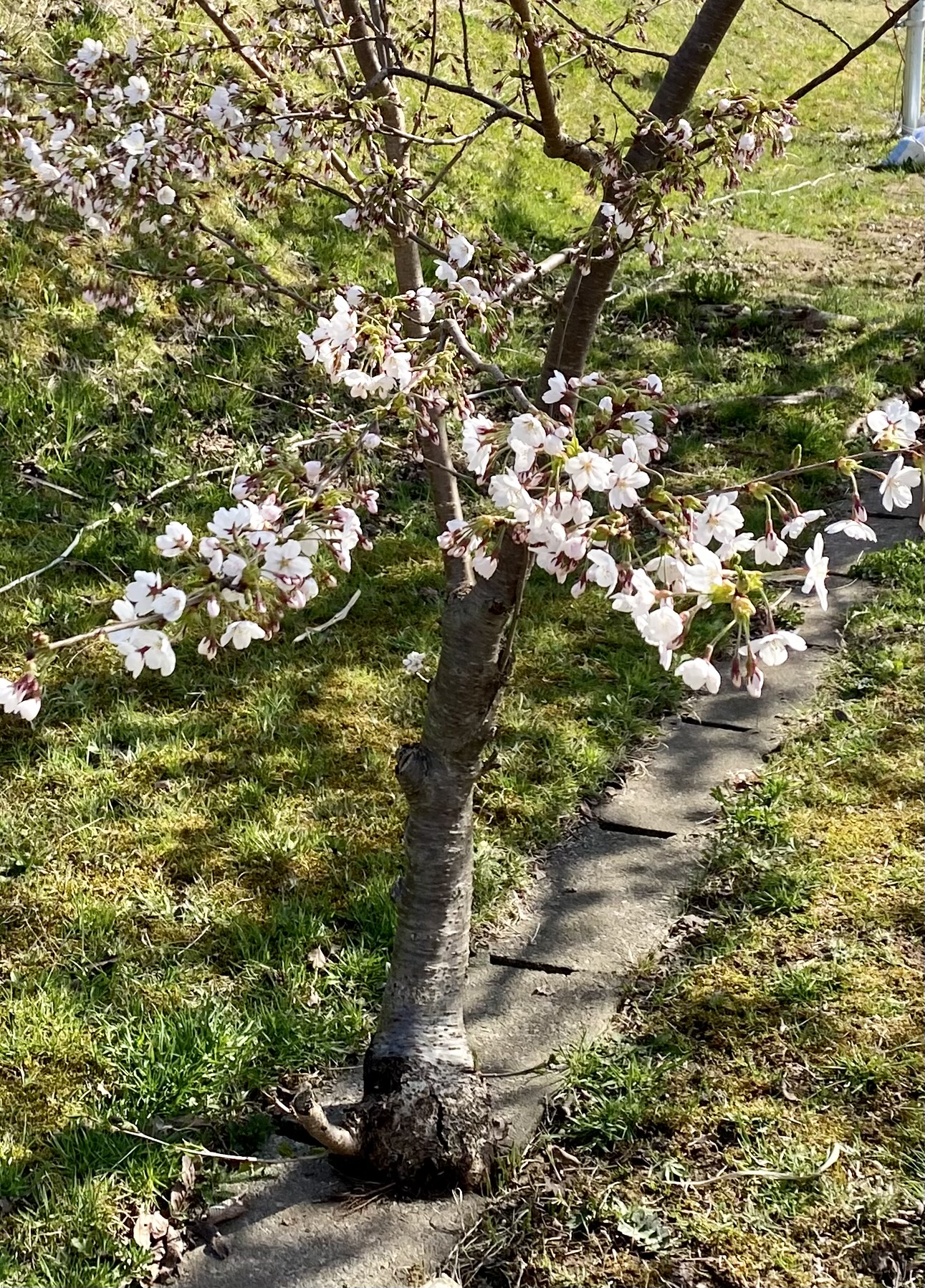 ど根性桜