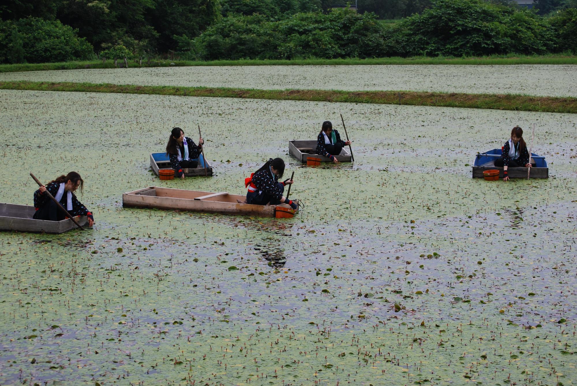 緑色のじゅんさいが浮かぶ沼の上で、一人ずつ小舟に乗った5人がじゅんさい摘みをしている写真