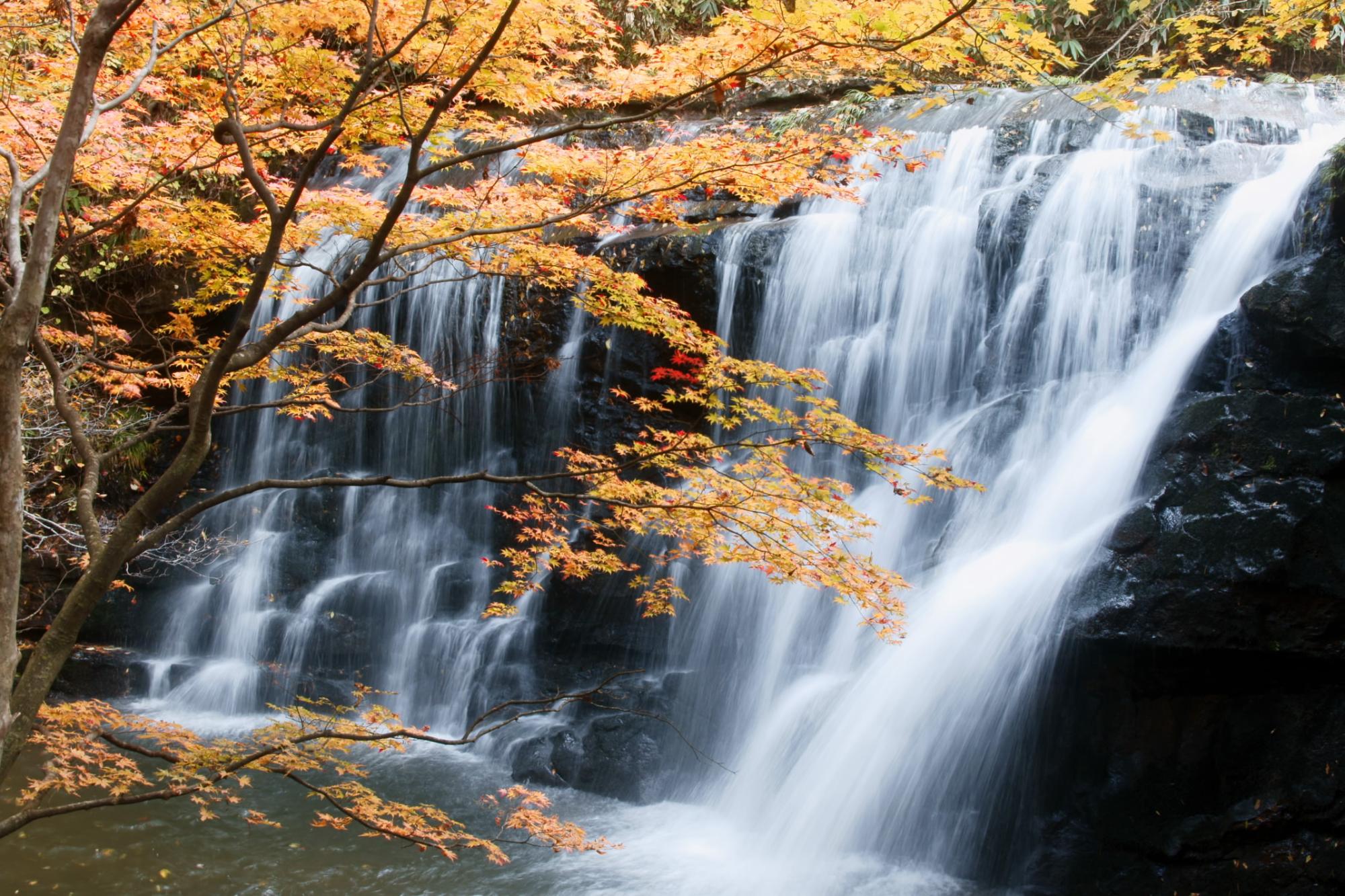 黄色く紅葉した木の枝の後ろに、幅広で落差の少ない滝が、幾重にも分岐して流れる写真