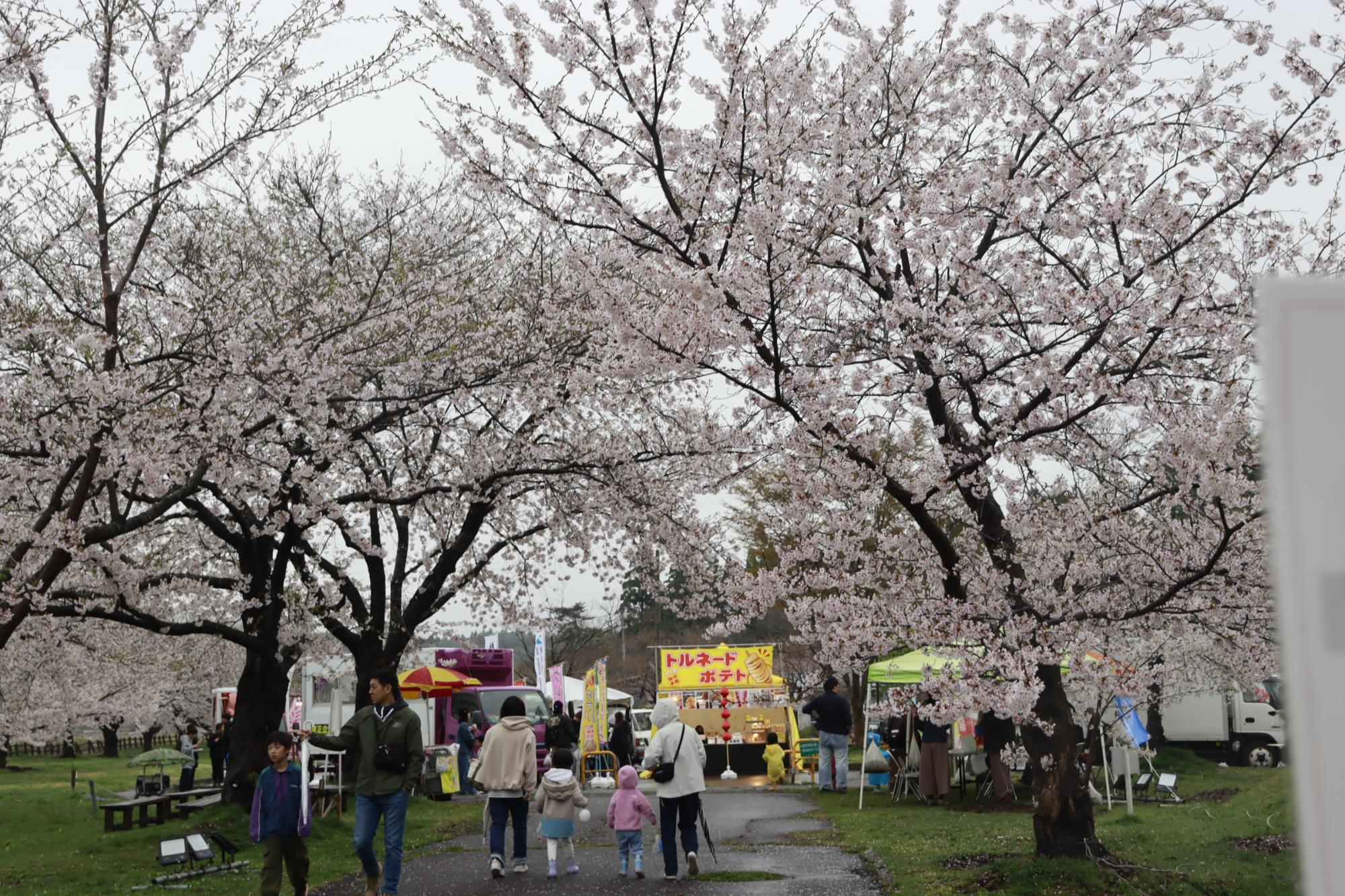 惣三郎沼公園桜まつりでの長信太太鼓の演奏