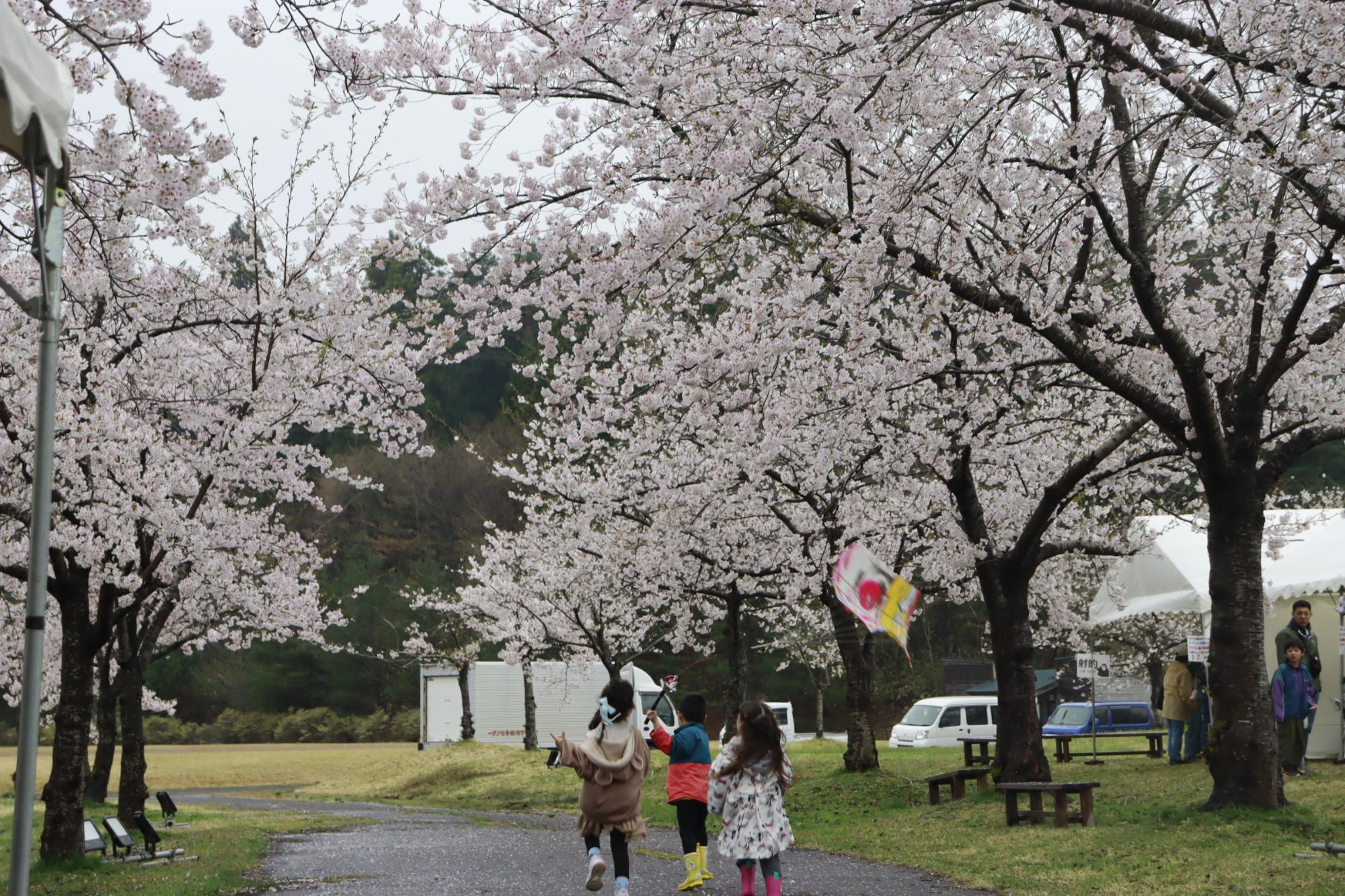 惣三郎沼公園の夜桜の様子