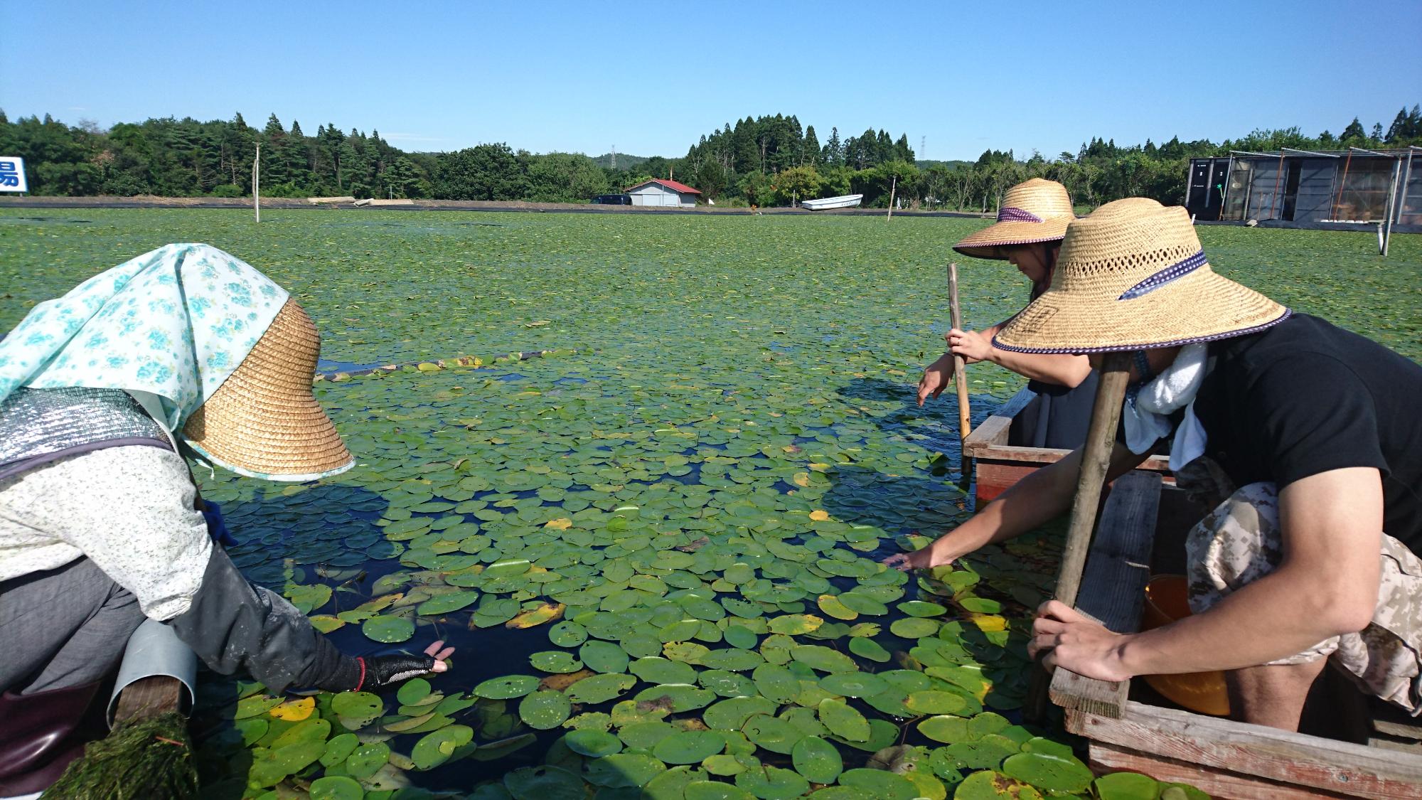 緑色のじゅんさいで覆われた沼で、麦わら帽子をかぶった3名がそれぞれの小舟に乗ってじゅんさい摘みをしている写真