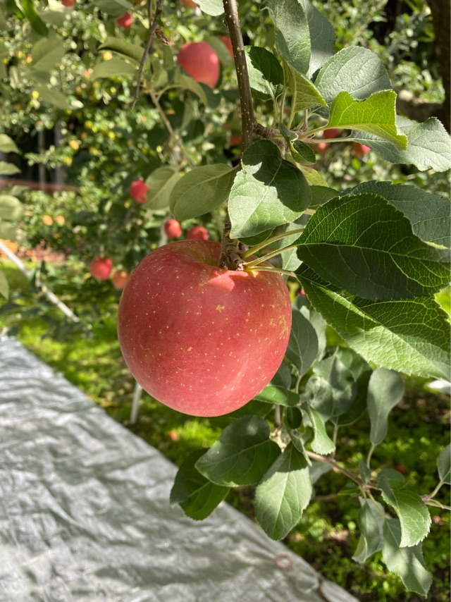 リンゴの木に実った真っ赤なリンゴの写真