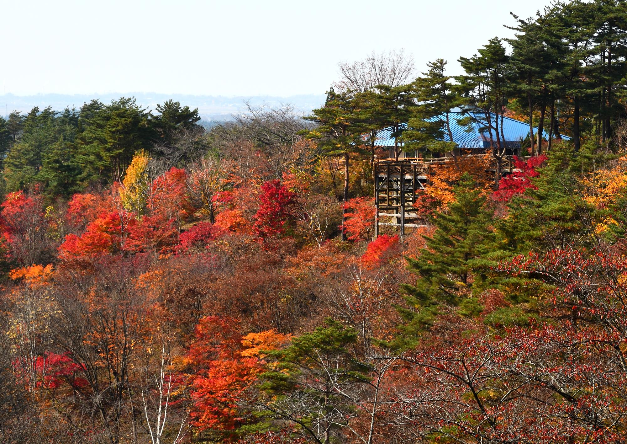 紅葉の木々に囲まれた石倉山展望台の様子