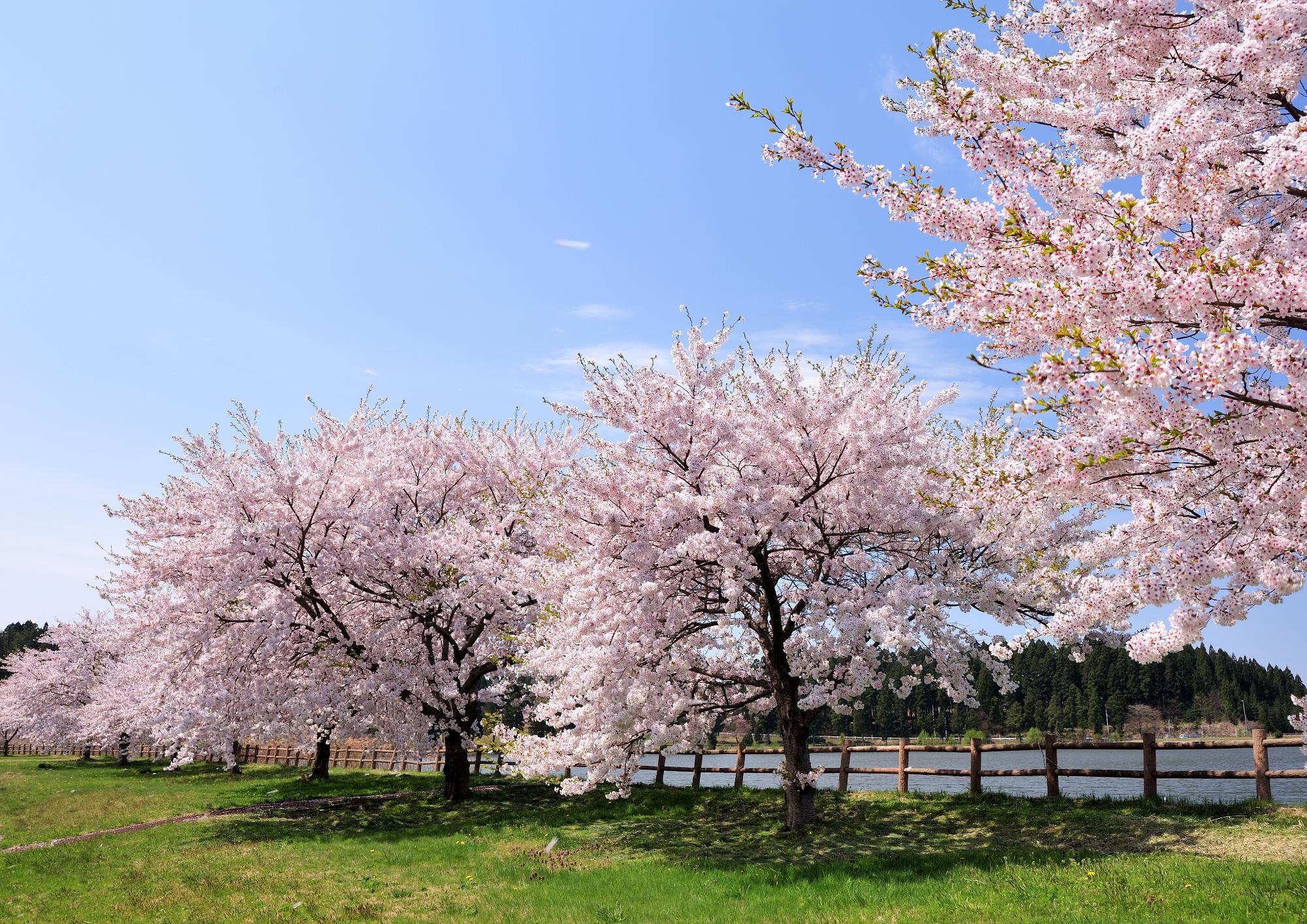 春の惣三郎沼公園の遊歩道沿いにある満開の桜の様子